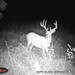 Hanke's Hunts Kansas Game Camera Photo
