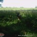 Hanke's Hunts Kansas Game Camera Photo
