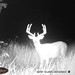 Hanke's Hunts Kansas Game Camera Photo