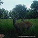 Hanke's Hunts Kansas Game Camera Photo