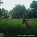 Hanke's Hunts Kansas Game Camera Photo