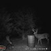 Hanke's Hunts Kansas Game Camera Photo