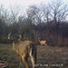 Hanke's Hunts Kansas Game Camera Photo