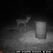Hanke's Hunts Kansas Game Camera Photo