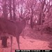 Hanke's Hunts Kansas Game Camera Photo