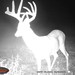 Hanke's Hunts Kansas Game Camera Photo