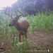 Hanke's Hunts Kansas Game Camera Photo