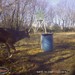 Hanke's Hunts Kansas Game Camera Photo