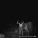 Hanke's Hunts Kansas Game Camera Photo
