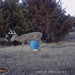 Hanke's Hunts Kansas Game Camera Photo