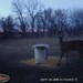 Hanke's Hunts Kansas Game Camera Photo