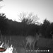 Hanke's Hunts Kansas Game Camera Photo