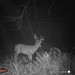 Hanke's Hunts Kansas Game Camera Photo