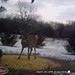 Hanke's Hunts Kansas Game Camera Photo