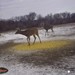 Hanke's Hunts Kansas Game Camera Photo