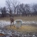 Hanke's Hunts Kansas Game Camera Photo