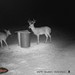 Hanke's Hunts Kansas Game Camera Photo