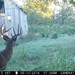 Hanke's Hunts Kansas Game Camera Photo