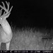 Hanke's Hunts Kansas Game Camera Photo