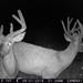Hanke's Hunts Kansas Game Camera Photo
