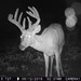 Hanke's Hunts Kansas Game Camera Photo