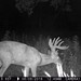 Hanke's Hunts Kansas Game Camera Photo