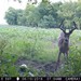Hanke's Hunts Kansas Game Camera Photo