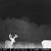 Hanke's Hunts Kansas Game Camera Photo