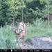 Hanke's Hunts Kansas Game Camera Photo