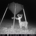 Hanke's Hunts Kansas Game Camera Photo