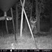 Hanke's Hunts Kansas Game Camera Photo