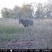Hanke's Hunts Kansas Game Camera Photo