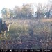 Hanke's Hunts Kansas Game Camera Photo