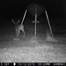 Hanke's Hunts Kansas Game Camera Photo
