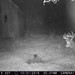 Hanke's Hunts Kansas Game Camera Photo