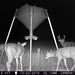Hanke's Hunts Kansas Game Camera Photo