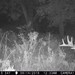 Hanke's Hunts Kansas Game Camera Photo