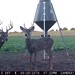 Hanke's Hunts Kansas Game Camera Photo
