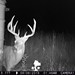 Hanke's Hunts Kansas Game Camera Photo