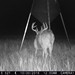 Hanke's Hunts Kansas Game Camera Photo
