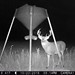 Hanke's Hunts Kansas Game Camera Photo