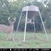 Hanke's Hunts Kansas Game Camera Photo