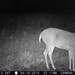Hanke's Hunts Kansas Game Camera Photo