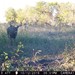 Hanke's Hunts Kansas Game Camera Photo