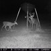 Hanke's Hunts Kansas Game Camera Photo