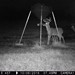 Hanke's Hunts Kansas Game Camera Photo