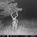 Hanke's Hunts Kansas Game Camera Photo