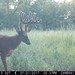 Hanke's Hunts Kansas Game Camera Photo