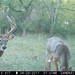 Hanke's Hunts Kansas Game Camera Photo