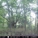 Hanke's Hunts Kansas Game Camera Photo